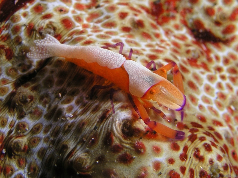 Emperor Shrimp on Seacucumber